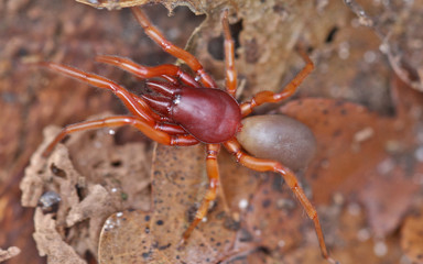 Araignée, Dysdera crocata
