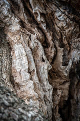 Olive tree bark close up