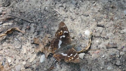Butterfly Apatura iris by the river.