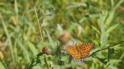 Butterfly mother of pearl on a meadow cornflower.
