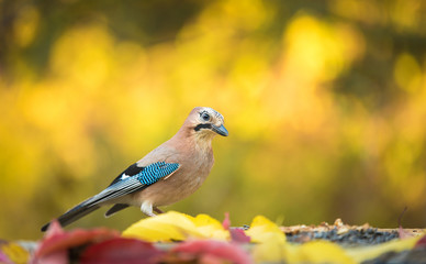 Eurasian Jay is sitting on a old oak trunk