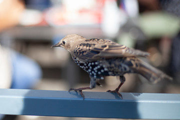 City bird in motion. Beautiful birds live in the city. Motley color of starling. The bird is running.