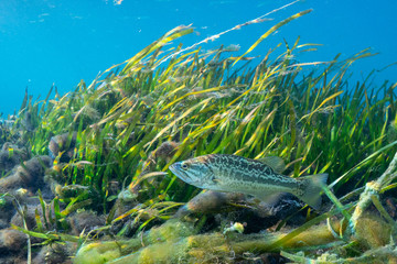 A young Largemouth Bass (Micropterus salmoides) patrols its territory around an eel grass bed....