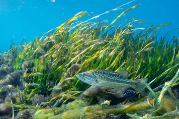 Fototapeten A young Largemouth Bass (Micropterus salmoides) patrols its territory around an eel grass bed. Largemouth Bass are highly prized by sport fishermen, and are the state freshwater fish of Florida.  © Phil Lowe