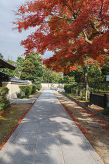 Road and Maple Tree in a Traditional Japanese Temple, Kyoto, Japan