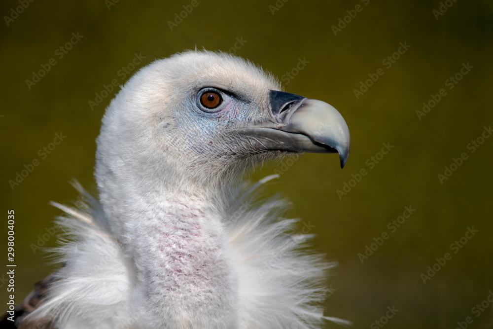Poster a close up profile portrait of a Eurasian Griffon Vulture showing large beak and looking right into copy space