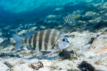 Wild Sheepshead fish (Archosargus probatocephalus) in a central Florida spring. Sheepshead are...