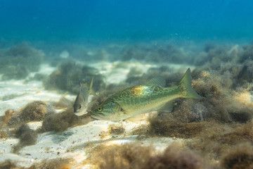 A young Largemouth Bass (Micropterus salmoides) and a Pinfish (Lagodon rhomboides) explore the sandy bottom of a spring in Florida's King's Bay. Pinfish are used as bait, while Bass are predators.