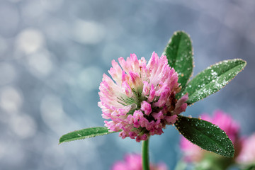 Field clover with water droplets closeup