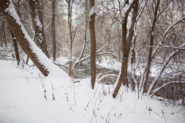 Snow lies on the branches of trees. Snow-covered forest, high drifts