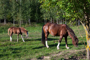 Naklejka na ściany i meble Horses graze on the farm. Farmland. Mammal brown horse. Two horses eat grass.