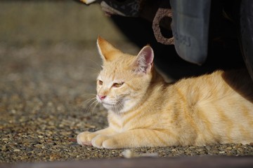 日向ぼっこする猫