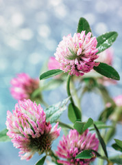Field clover with water droplets closeup