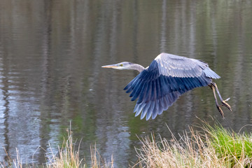 A Great Blue Heron (Ardea herodias) takes off in flight over a pond.