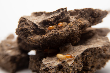 Termites in the nest on a white background. Small animals are dangerous for habitat.