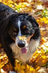 bernese mountain dog walk in the forest, happy dog head in an autumn sunny day in a woods on yellow and red leaves