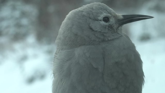 Clark's Nutcracker sitting in snow looks around nervously. Jasper, Canada.