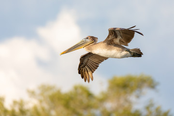 A wild, juvenile Brown Pelican (Pelecanus occidentalis) in flight set against a beautiful late afternoon sky.