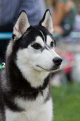  Portrait of female siberian husky on dog show