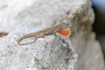 A Brown Anole (Anolis sagrei), also known as the Bahaman Anole, isuns itself on a rock. Native to Cuba and the Bahamas, it is an invasive species in the U.S.