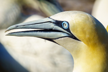 Gannet birds in the Bonaventure Island