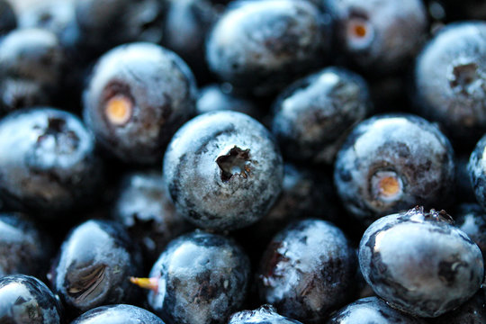 Background with fresh blueberries closeup. Blueberry macro photography. Organic berries of bright blue color. Template for banner, menu, food label, organic shop, garden harvesting. Healthy eating