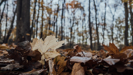 Park autumn trees and fallen autumn leaves in city park in autumn day. Autumn colorful landscape - autumn trees and orange fallen autumn leaves on the ground.
