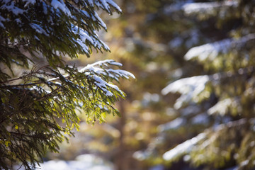 Snow lies on the branches of trees. Snow-covered forest, high drifts