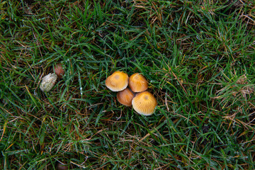Four small glistening orange mushrooms growing in a field in autumn