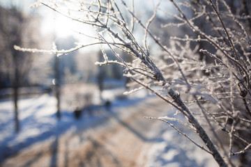 Snow-covered alley in the Park on a frosty winter day. People walk on a snowy road in the Park, the snow sparkles in the sun