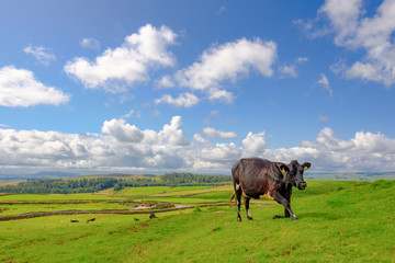 Lone dairy cow seen atop a hill in the Yorkshire Dales during summer.  She is one of a small herd used for there organic milk and dairy products including cheeses.