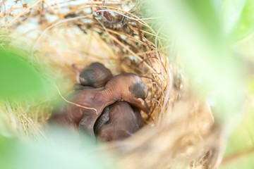 Obraz premium New born birds in the nest