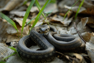 Natrix, Snake, Colubridae in the forest, close up.