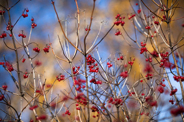 viburnum