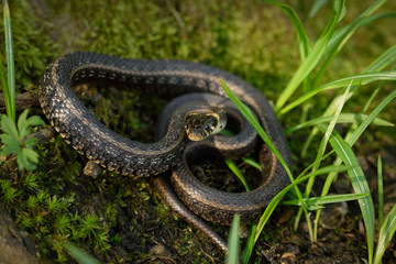 Natrix, Snake, Colubridae in the forest, close up.