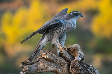 falco