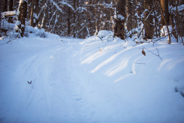 The glare of the sun on the snow in the forest on a winter day. The sun shines through the trees and the snow sparkles in the light