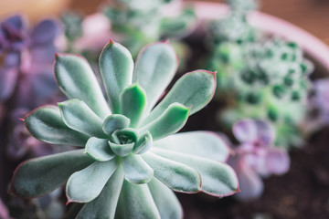 Close up portrait of two type of Echeveria Succulent in a pot. Stylish and simple plants for modern desk.