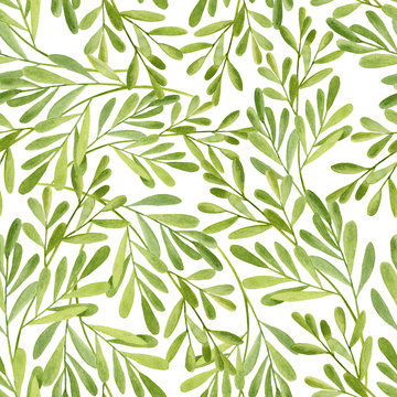 Watercolor tea tree leaves seamless pattern. Hand drawn illustration of Melaleuca. Green medicinal plant isolated on white background. Herbs for cosmetics, package, textile, cards, decoration