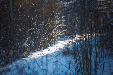 Snow lies on the branches of trees. Snow-covered forest, high drifts
