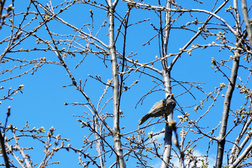 bird on a  tree