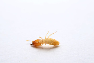 Termites die on the white background. House-breaking insects .