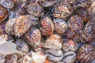 Sea shells background. lots of  sea shells piled together