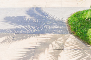 Shadows of palm leaves on the pavement.