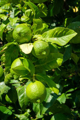 View on fresh green lemons  hanging from branch with green leaves. Ripe fruits in orchard. Tree with green not ripe lemons in a garden in Catalonia, Spain.