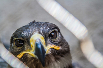 portrait of an eagle