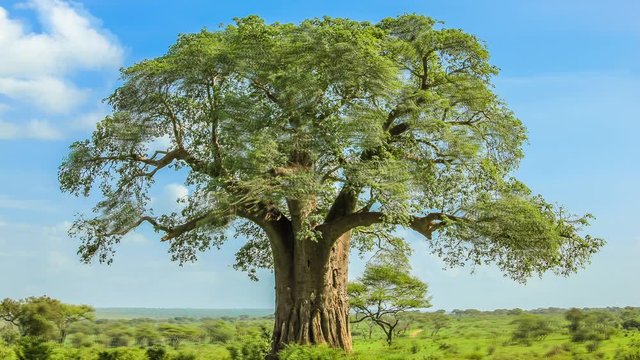 Baobab tree in Tarangire National Park in Tanzania. It's an African huge size tree. Nature reserve in spring wet season on a sunny day with blue sky. Cinemagraph loop background.