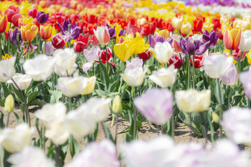 カラフルなチューリップ