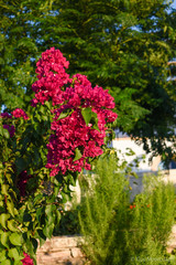 flowers in the garden