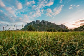 Rice fields near the high mountains